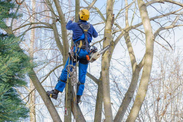 How Our Tree Care Process Works  in  Harrisburg, PA