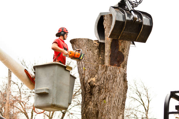 Best Fruit Tree Pruning  in Harrisburg, PA